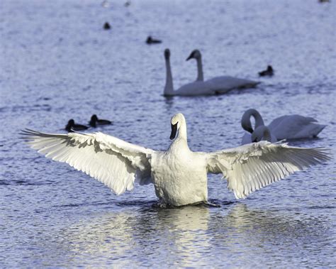 trumpeter swans in heber springs ar